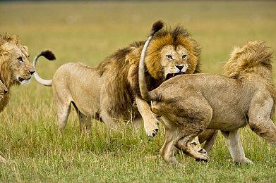 《星之海洋2》即将重制？玩家发现SE官网LOGO